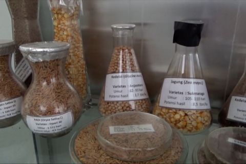 Hindari dampak buruk, Pemprov Sultra larang petani beli benih daring