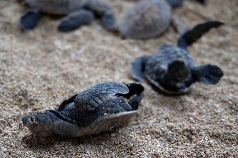 Pertama dalam 40 tahun, telur penyu hijau menetas di Pantai Sanur