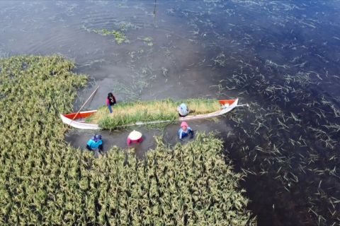 Petani gunakan perahu untuk panen padi di Kabupaten Gorontalo