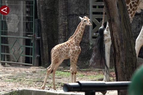 Pj Gubernur Jakarta namai bayi jerapah di Ragunan "Rajaka"