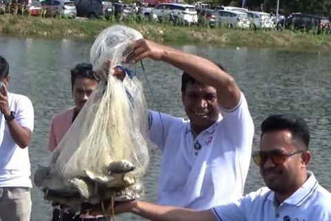 Kolaka Utara panen raya 100.000 ekor ikan dukung makan bergizi gratis