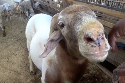 Tekan penyembelihan domba betina produktif dengan Titip Ternak