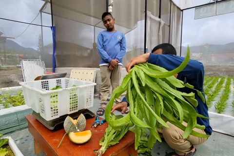 Berlibur sambil belajar di Kebun Hidroponik Gayo di Aceh