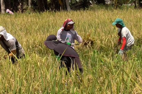 Sejahterakan petani, Bulog Sumut mulai serap gabah petani lokal