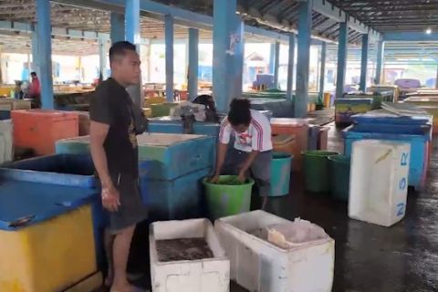 Cuaca ekstrem di NTT jadi penyebab harga ikan melambung