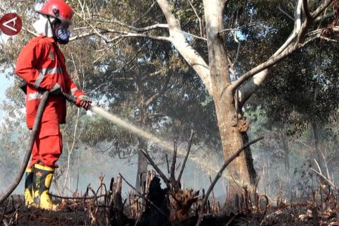 29 kasus karhutla terjadi di Kalteng selama tiga bulan