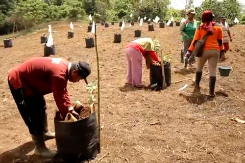 Ribuan hektare hutan rakyat topang ekonomi hijau di Kaltim