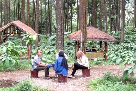 Wisata hutan pinus lereng Gumitir, gali potensi desa untuk anak yatim