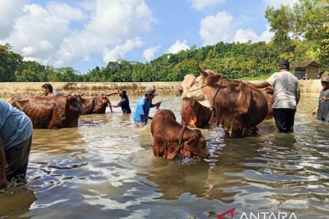 Tradis Guyang Sapi di Telaga Ploso Gunung Kidul