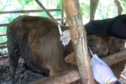 Pemkab Gunungkidul beri tali asih untuk cegah penyebaran Antraks