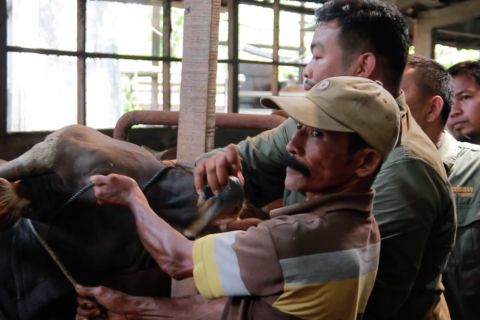 Sumbar perketat lalu lintas ternak pada delapan pintu masuk