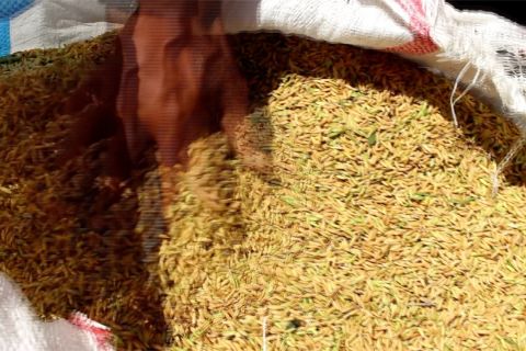 Bulog Jember serap 134.000 ton gabah dari petani