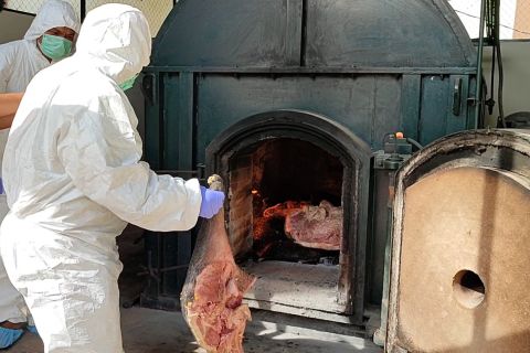 Cegah penyakit, Balai Karantina Banten musnahkan daging celeng ilegal