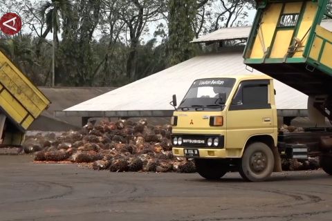 Apindo sebut limbah perkebunan bisa jadi potensi ekonomi di Sumsel