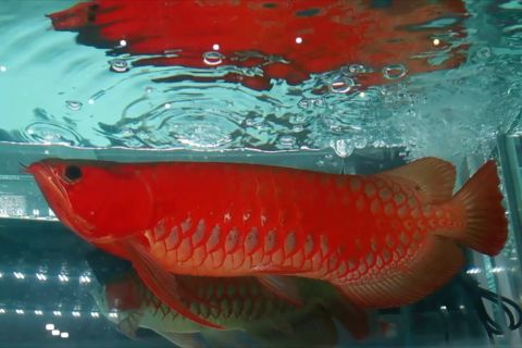 APPS Kalbar terima mandat KKP terkait promosi ikan arwana