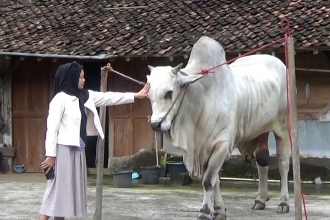 Bagong, sapi 900 kg dari Bantul jadi kurban Presiden