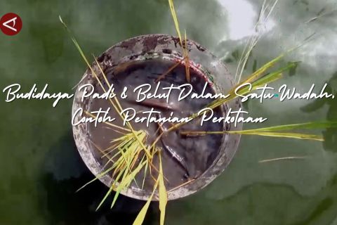 Budidaya padi dan belut dalam satu wadah, contoh pertanian perkotaan