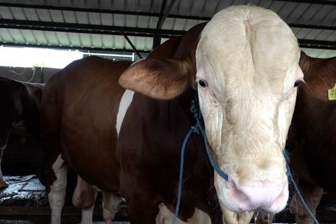 Ini sapi kurban Presiden Prabowo berbobot 1 ton lebih di Bekasi