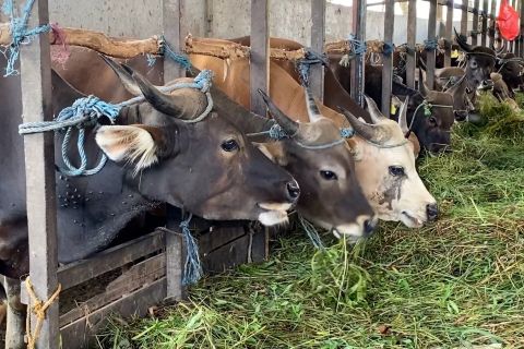 Kalsel siapkan 25 ribuan sapi, pastikan stok hewan kurban aman