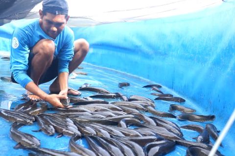 Komitmen Pemprov Kalsel wujudkan produk hilirisasi ikan Haruan