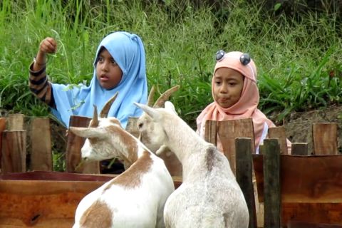 Mengunjungi kandang kambing estetik di Jember