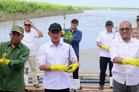 Menteri LH dukung pelestarian populasi bakau di pesisir Mempawah