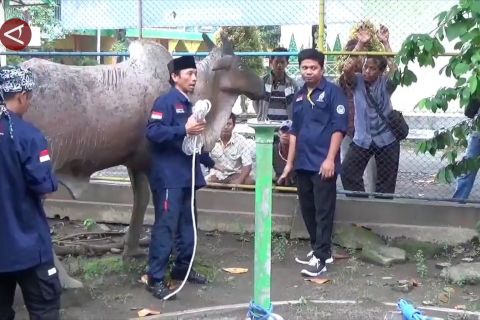 Pelatihan juru sembelih hewan kurban diikuti 126 peserta