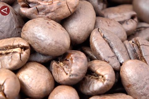 Pergub jadi asa hilirisasi kopi Sumsel temukan identitas diri