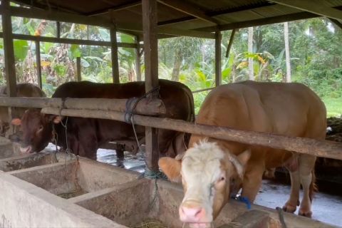 Presiden Prabowo kurban 18 ekor sapi di Sulawesi Tenggara