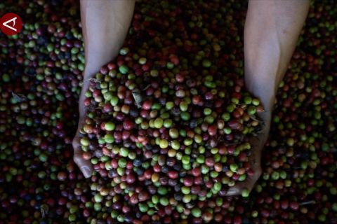 Bank Indonesia Gorontalo dorong kopi Pinogu tembus pasar global