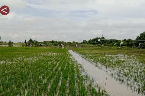 Ratusan hektare lahan pertanian di Kaltim tergenang banjir