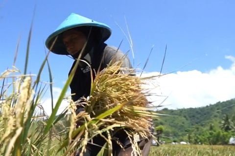 Pertanian dominasi struktur ekonomi Gorontalo pada triwulan I 2025