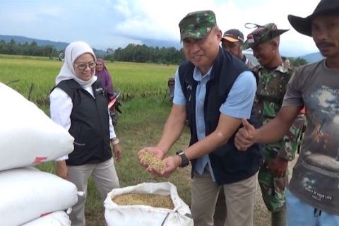 Petani mengaku senang, Bulog Sultra serap gabah dengan harga stabil