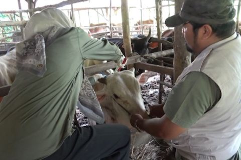 Distan Padang periksa kelayakan hewan kurban di 70 kandang penampungan