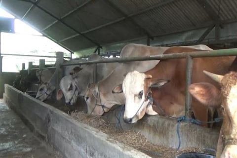 Langkah Sleman cukupi ketersediaan sapi jantan siap potong