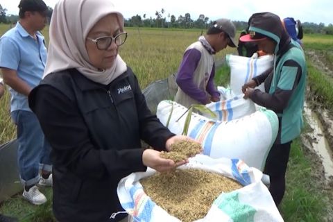 Serapan gabah meningkat, Bulog sewa gudang tambahan di Unaaha