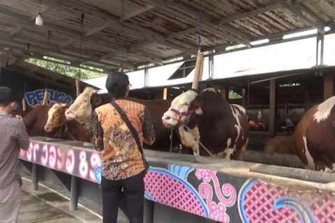 Gunungkidul berpotensi kembangbiakkan sapi kelas premium