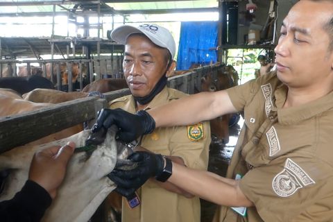Banjarmasin waspadai PMK seiring meningkatnya permintaan sapi kurban