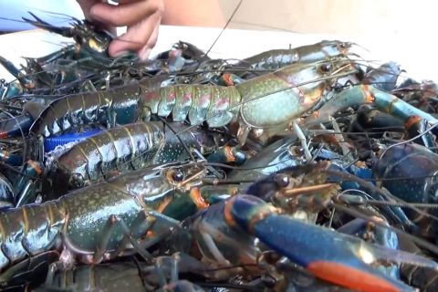 20 Koperasi Desa Merah Putih di Sumbar fokus garap sektor perikanan