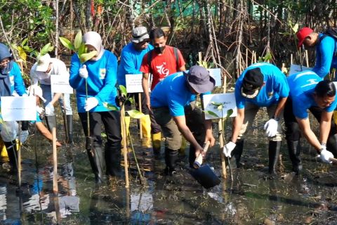 Batang gaungkan penanaman mangrove untuk pulihkan pesisir