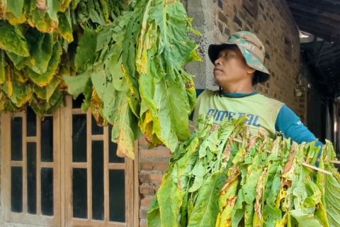 Petani tembakau di Madiun mulai memanen