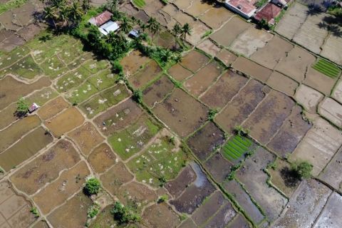 Agar produksi tak turun, Sumbar optimasi 20 ribu hektare sawah baku
