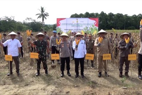 Polda Sultra panen raya jagung serentak di lahan seluas 16,5 hektar