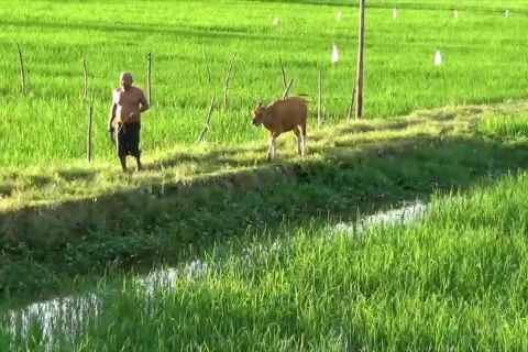 Kejar target swasembada beras, Sulsel bagikan 5 ribu ton bibit padi