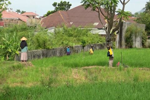 Sawah Pokok Murah solusi bertani hemat dan ramah lingkungan