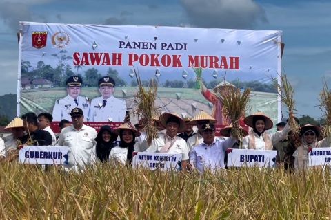 Sumbar uji metode Sawah Pokok Murah, hasil panen diklaim naik 10%