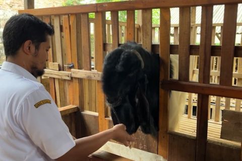 Pegawai Puskesmas di Kabupaten Malang raup rupiah dari kambing perah