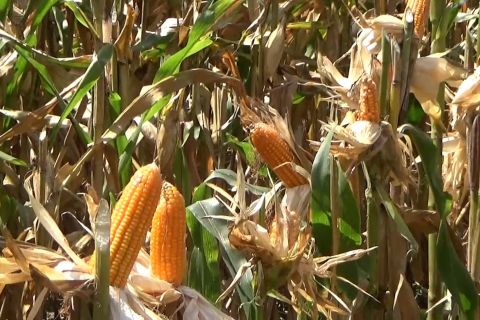 Dukung kedaulatan pangan, Polres Bantul perluas lahan tanam jagung