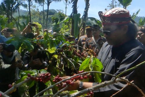 Kopi robusta Temanggung panen, Bupati ingin tingkatkan pemasaran