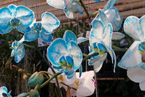 Solo Anggrek Festival 2025, momentum penting yang menarik perhatian